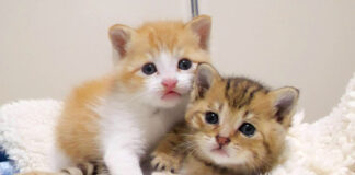 ウトウトする保護子猫達