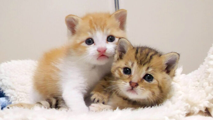 ウトウトする保護子猫達