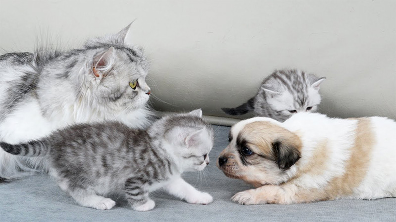 初めて会った子犬と子猫