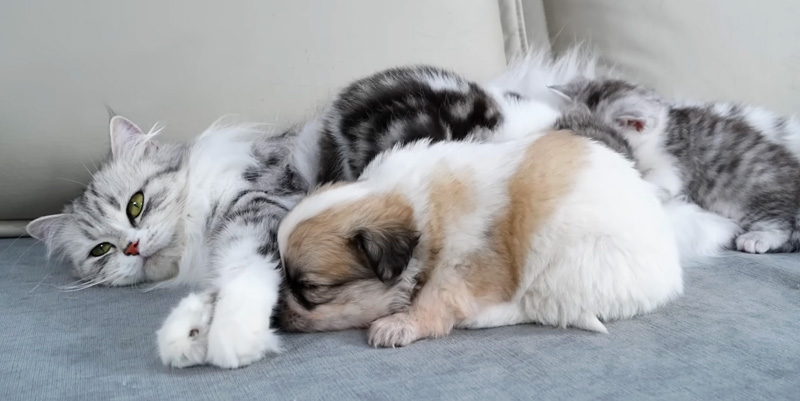 母猫に甘える子犬
