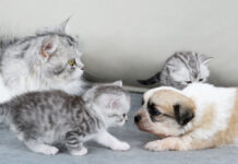 初めて会った子犬と子猫