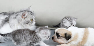 初めて会った子犬と子猫