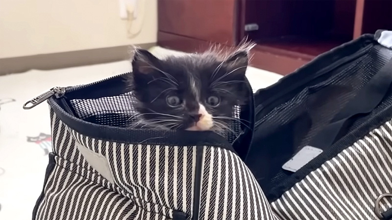 家にやって来た保護子猫
