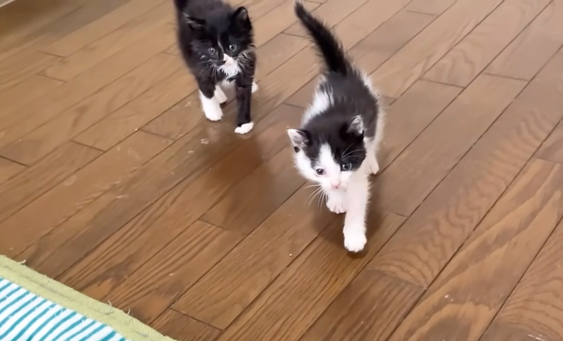 部屋の中を調査する保護子猫達