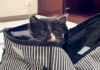 家にやって来た保護子猫