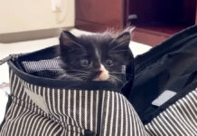 家にやって来た保護子猫
