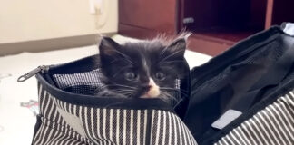 家にやって来た保護子猫