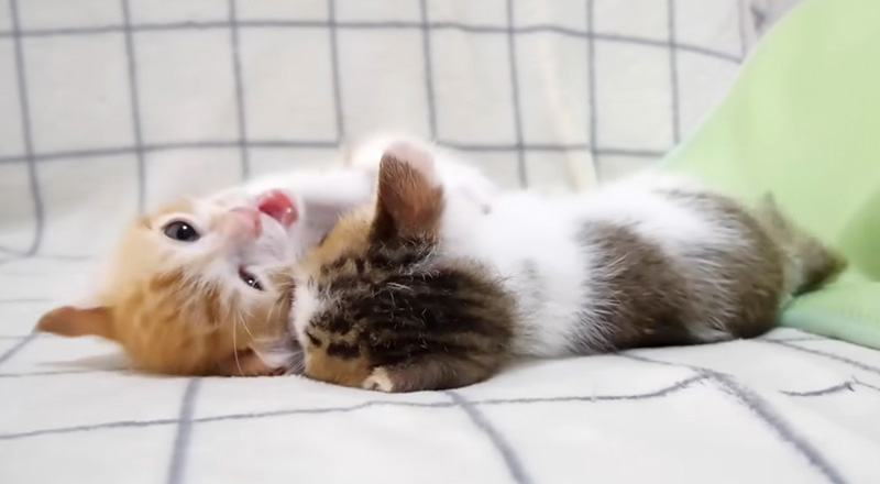 遊ぶ子猫達