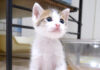 見つめる子猫