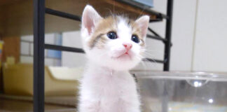 見つめる子猫