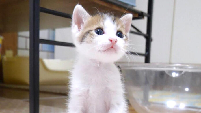 見つめる子猫