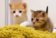 お腹を満たした子猫達