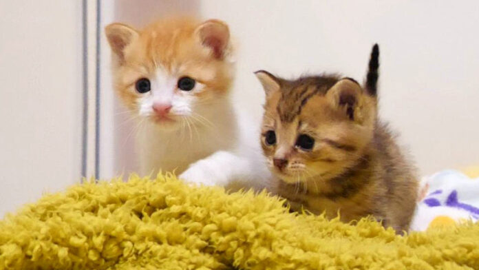 お腹を満たした子猫達