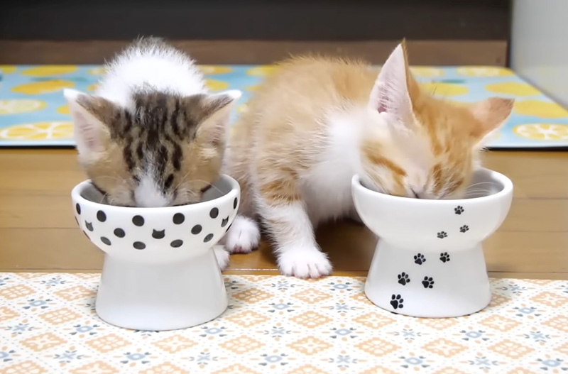 ご飯を食べる子猫達