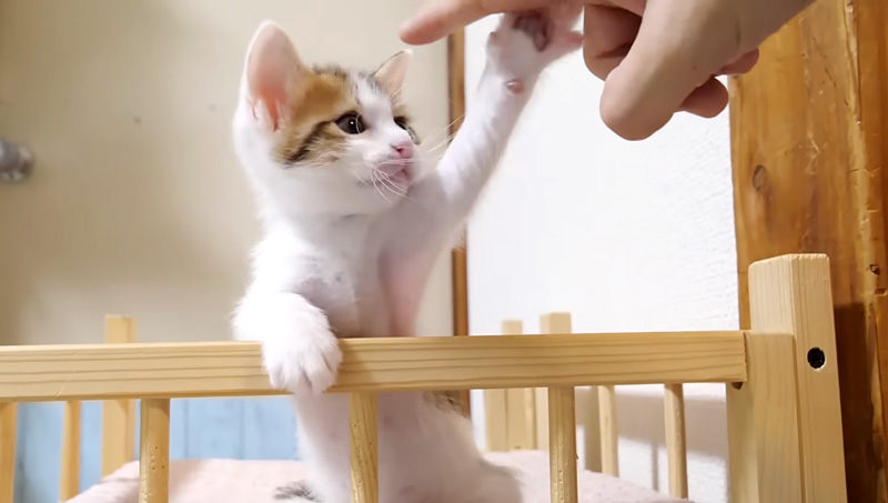 モフモフを断固拒否する子猫