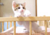 モフモフを断固拒否する子猫。謎のヒートアップがとっても可愛かった♪ モフモフを断固拒否する子猫