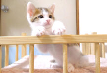 モフモフを断固拒否する子猫。謎のヒートアップがとっても可愛かった♪ モフモフを断固拒否する子猫