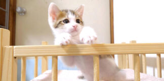 モフモフを断固拒否する子猫