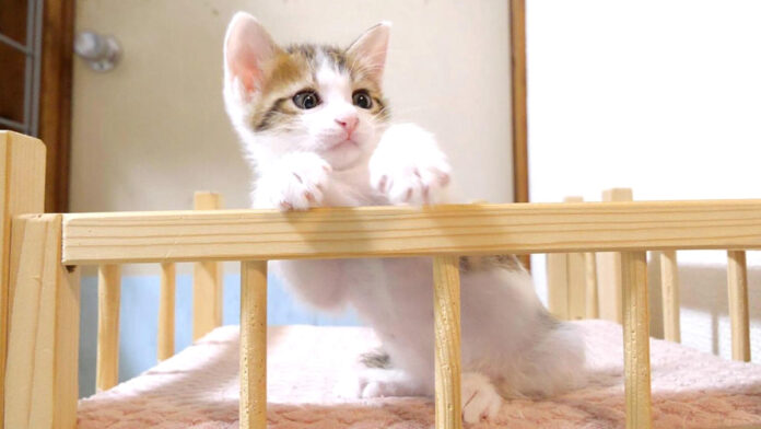 モフモフを断固拒否する子猫