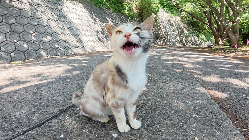 モフって欲しい猫