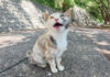 モフって欲しい猫