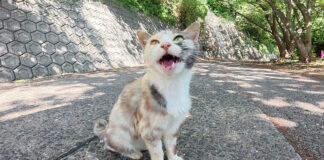 モフって欲しい猫