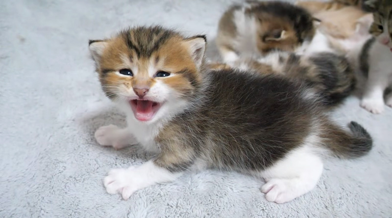 お母さんを探して鳴く子猫