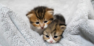 外に出たい子猫達