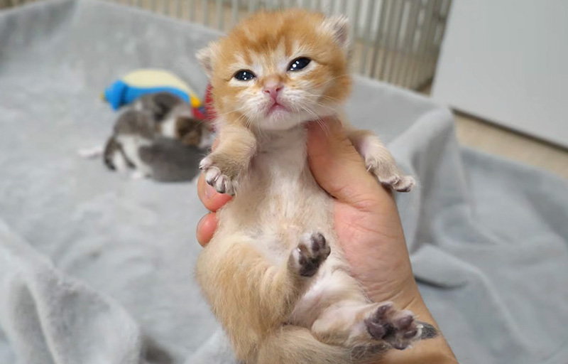 持たれる子猫