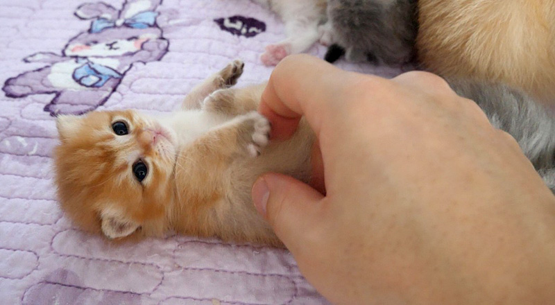 ナデナデされる子猫