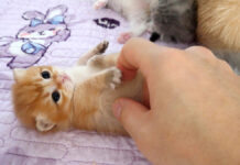 ナデナデされる子猫