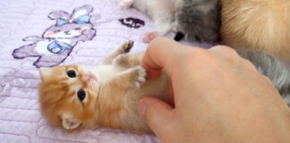 ナデナデされる子猫