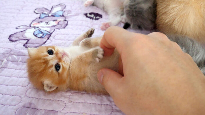 ナデナデされる子猫