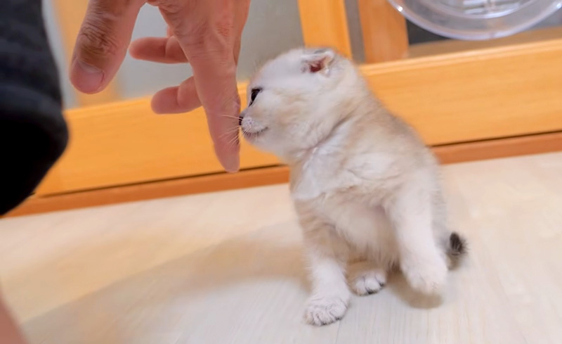 甘える子猫