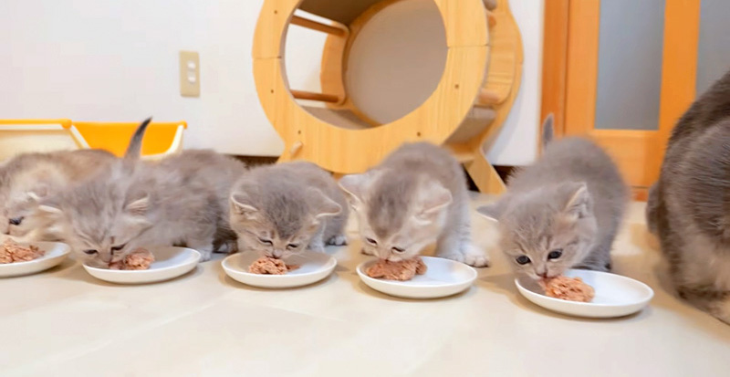 ご飯を食べる子猫達