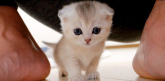甘えん坊な子猫