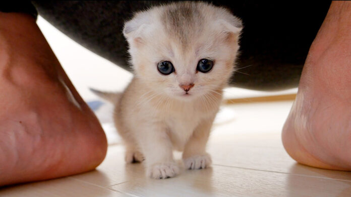 甘えん坊な子猫