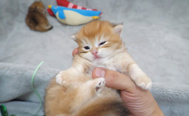 撫でられるとウトウトする子猫