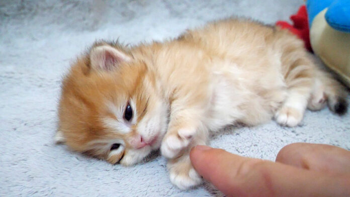 撫でられるとウトウトする子猫