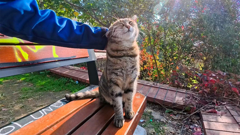 ナデナデされる猫