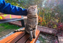ナデナデされる猫