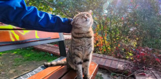 ナデナデされる猫