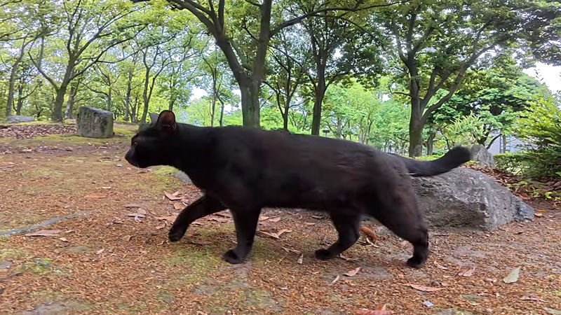 誘導する猫