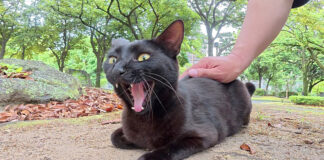 ナデナデを堪能する猫