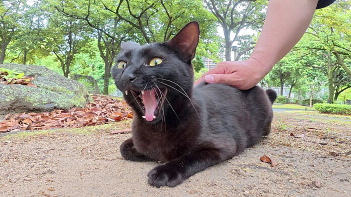 ナデナデを堪能する猫