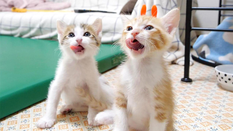 仲良くペロペロする子猫達