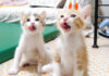 仲良くペロペロする子猫達