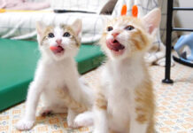 仲良くペロペロする子猫達