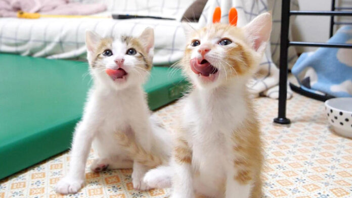 nakayokupero_neko_title 仲良くペロペロする子猫達