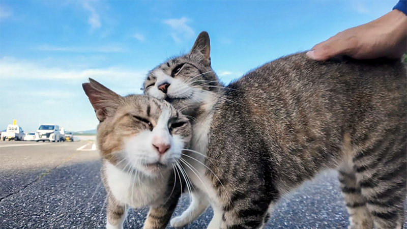 猫の仲良しコンビ